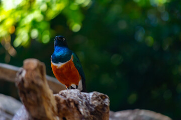 Superb starling is a colorful African bird