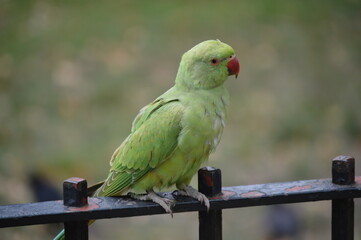 parrot on a fence