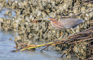 green heron fishing in pond