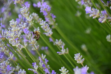 Bee on lavender. Blue levanders and bee. Spring nature.