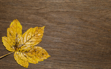 Maple leaf, oak grain