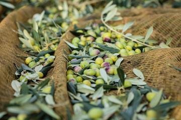 Raccolta olive verdi in Puglia