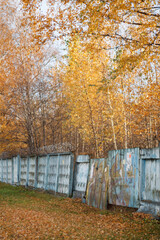 Fototapeta na wymiar trees in the Park in autumn on a Sunny day