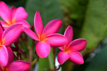 Colorful flowers in the garden.Plumeria flower blooming.Beautiful flowers in the garden Blooming in the summer.