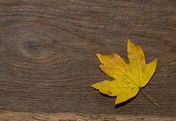 Naklejka na ściany i meble Maple leaf, oak grain