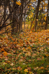 trees in the Park in autumn on a Sunny day