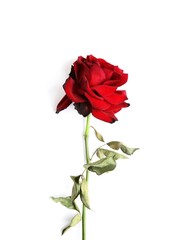 Dead red rose on white background. Faded rose isolated on white background. Vertical orientation.