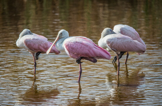 Rosetta spoonbills in pond