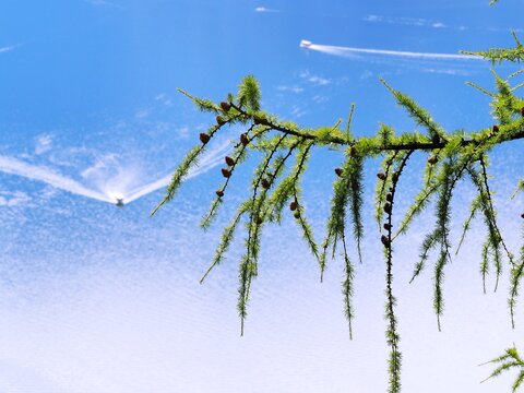 Hanging branch on top of beautiful Kaisersee lake in Bavaria