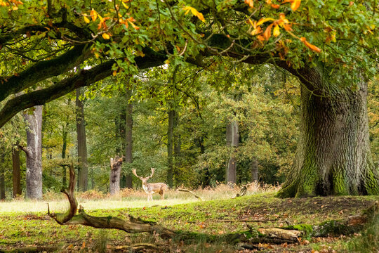 Herbstzeit im M&uuml;nsterland