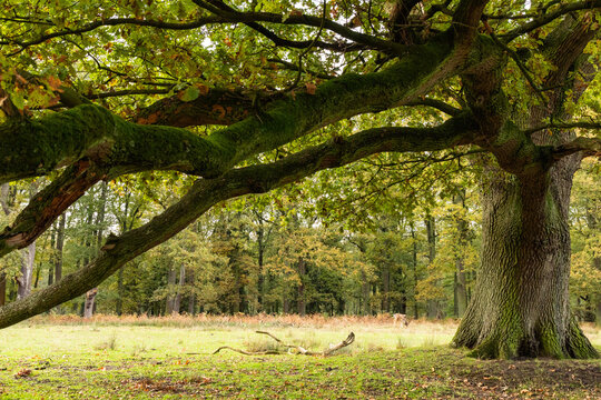 alter Baum im M&uuml;nsterland