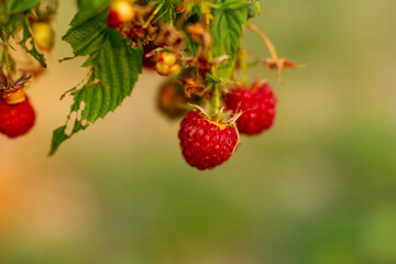 Sweet berry of raspberries. Macro shooting