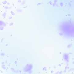 Violet flower petals falling down. Wondrous romant