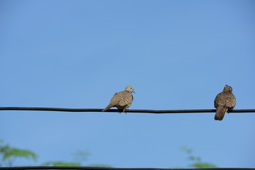 Two doves hung on an electrical cable.