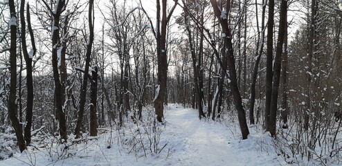 forest in winter