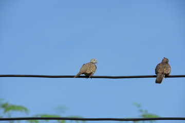 Two doves hung on an electrical cable.