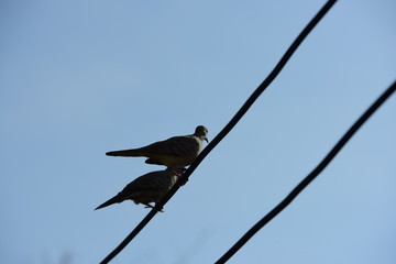 Two doves hung on an electrical cable.