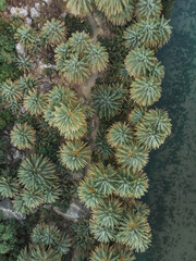 Palmtrees from above