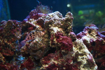 fish in the sea