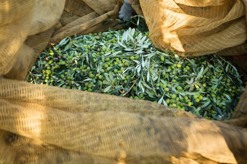 Raccolta olive verdi in Puglia