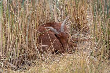 Brown goat sleeps in a field