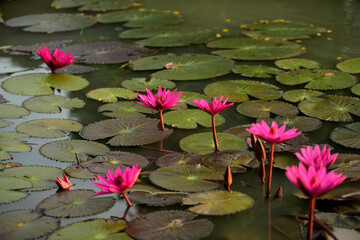 Pink lotus flowers in the pool with light in the early morning of the day