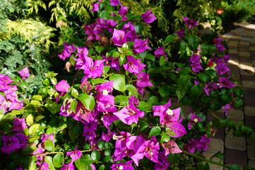 pink flowers in the garden
