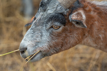 Goat chews blades of grass