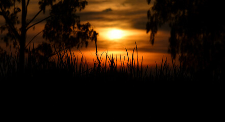 Fototapeta na wymiar Sunset in the forest 