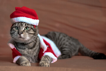 Cat dressed up as santa claus  with spectacular green eyes