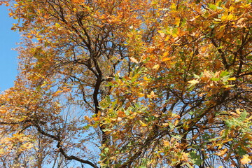 tree in autumn