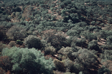 Fototapeta na wymiar View of green trees in the Sierra Norte from the castle of Mulva, Seville, Spain