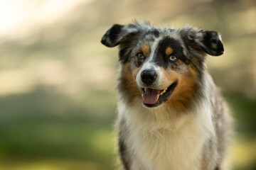 Portrait of Australian shepherd is standing in park. It was photoworkshop in Prague´s park.  