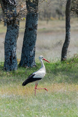 White Stork bird (Ciconia ciconia) in a green field with trees in Sierra de la Culebra, Zamora, Castilla y León, Spain.