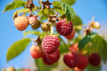 Branch of  raspberry with many red berries