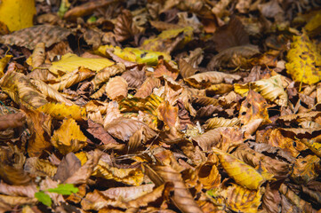Abstract background of yellow autumn oak leaves lie curled up on the ground. Soft focus real forest. Habitat foliage