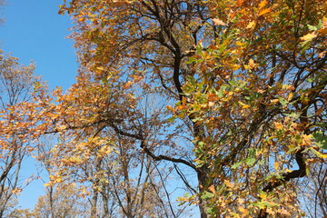 Fototapeta premium autumn