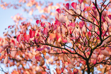 Bright pink autumn tree in a city park.