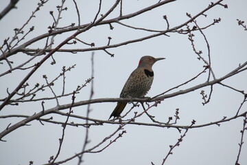Fototapeta premium Northern Flicker