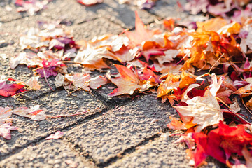 Colorful autumn leaves on the pavement.