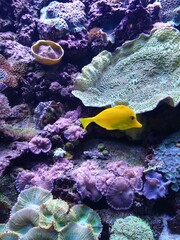 tropical fish in red sea