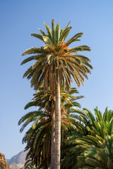 Palm trees against blue sky at tropical coast