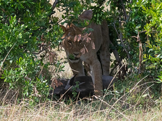lioness with kill