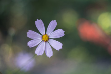 different blooming flowers in the garden, close up