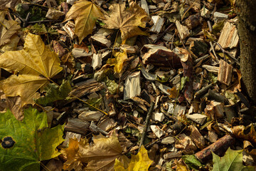 yellow and orange leaves and tree bark are scattered on the ground. Beautiful texture for the autumn card