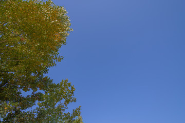 Obraz premium Sky with Trees at harbour Nuremberg