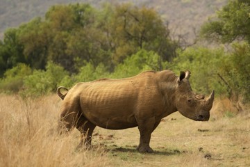 Fototapeta premium A white rhinoceros, rhino, (Ceratotherium simum) staying in grassland with green trees in background in Kalahari desert.