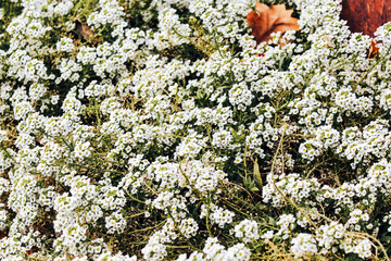 Blooming white alissum on a flower bed. groundcover garden plant