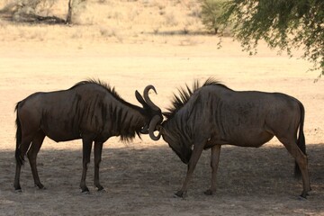 Two blue wildebeest (Connochaetes taurinus) fighting in dry red sand in Kalahari desert. Fighting blue wildebeests.