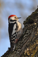 Fototapeta premium Wild bird, Middle Spotted Woodpecker (Dendrocopos medius)